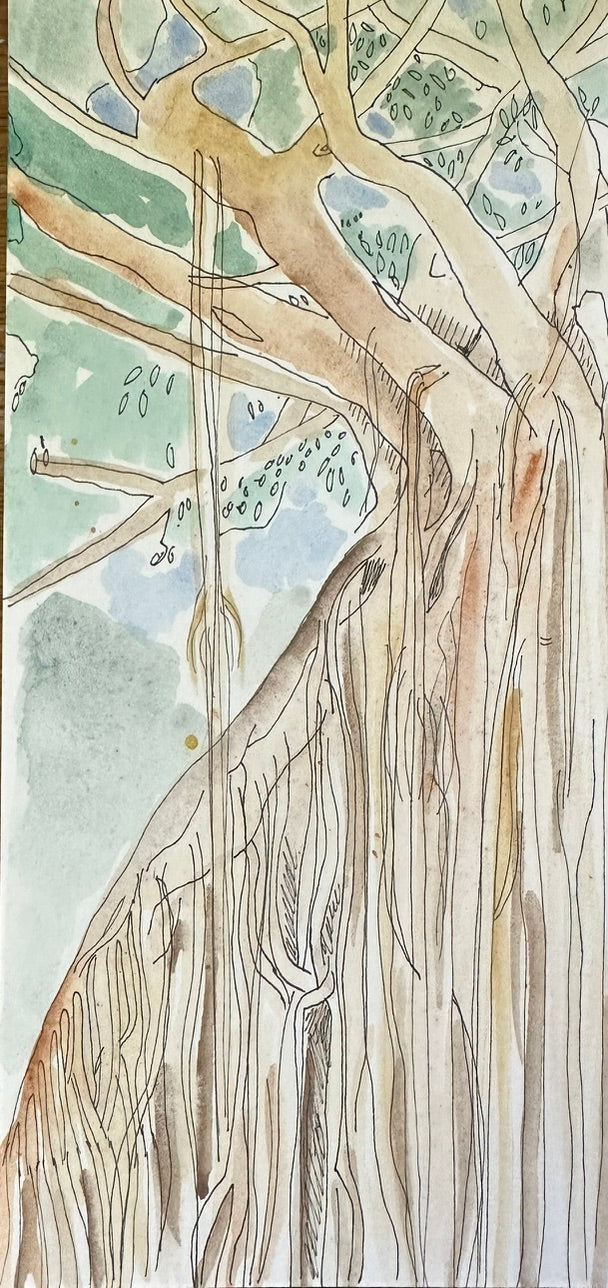 Atherton Curtain Fig