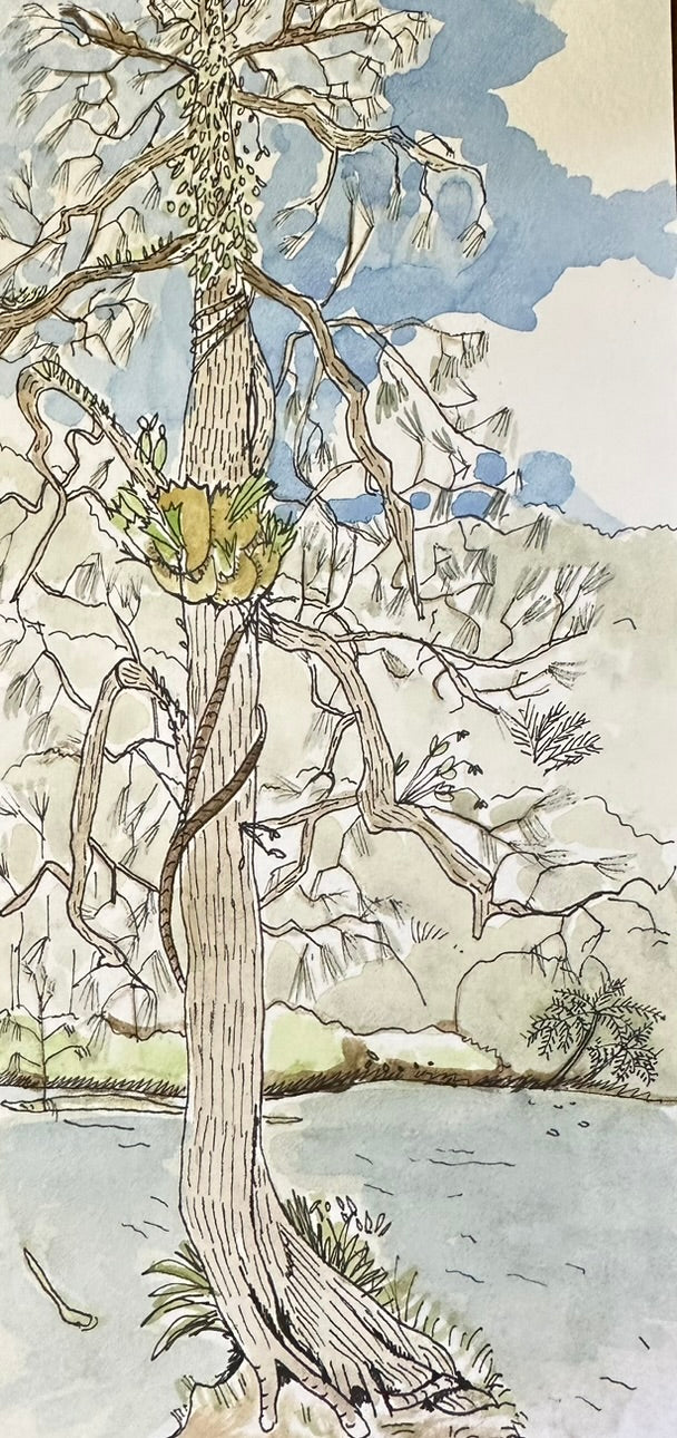 River she oak