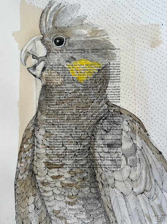 Artistic depiction of a yellow tailed black cockatoo collaged with text from novel, showing detailed texture and pattern through drawing and stitching.