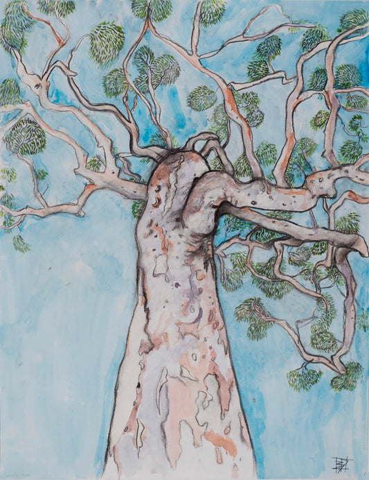 Angophora afternoon